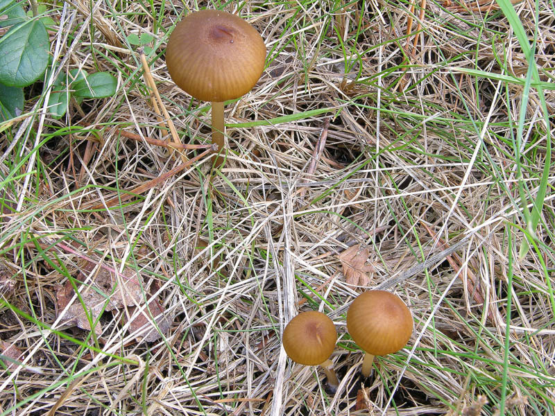 Conferma per Entoloma cetratum.